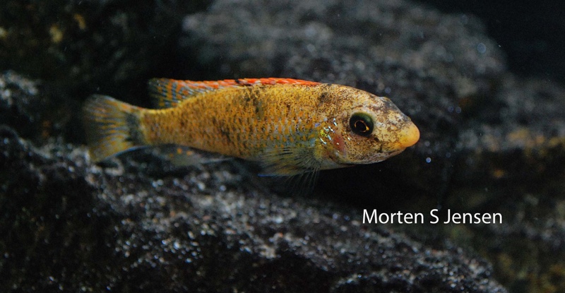 Labeotropheus trewavasae 'Mitande Reef (Rocks)'